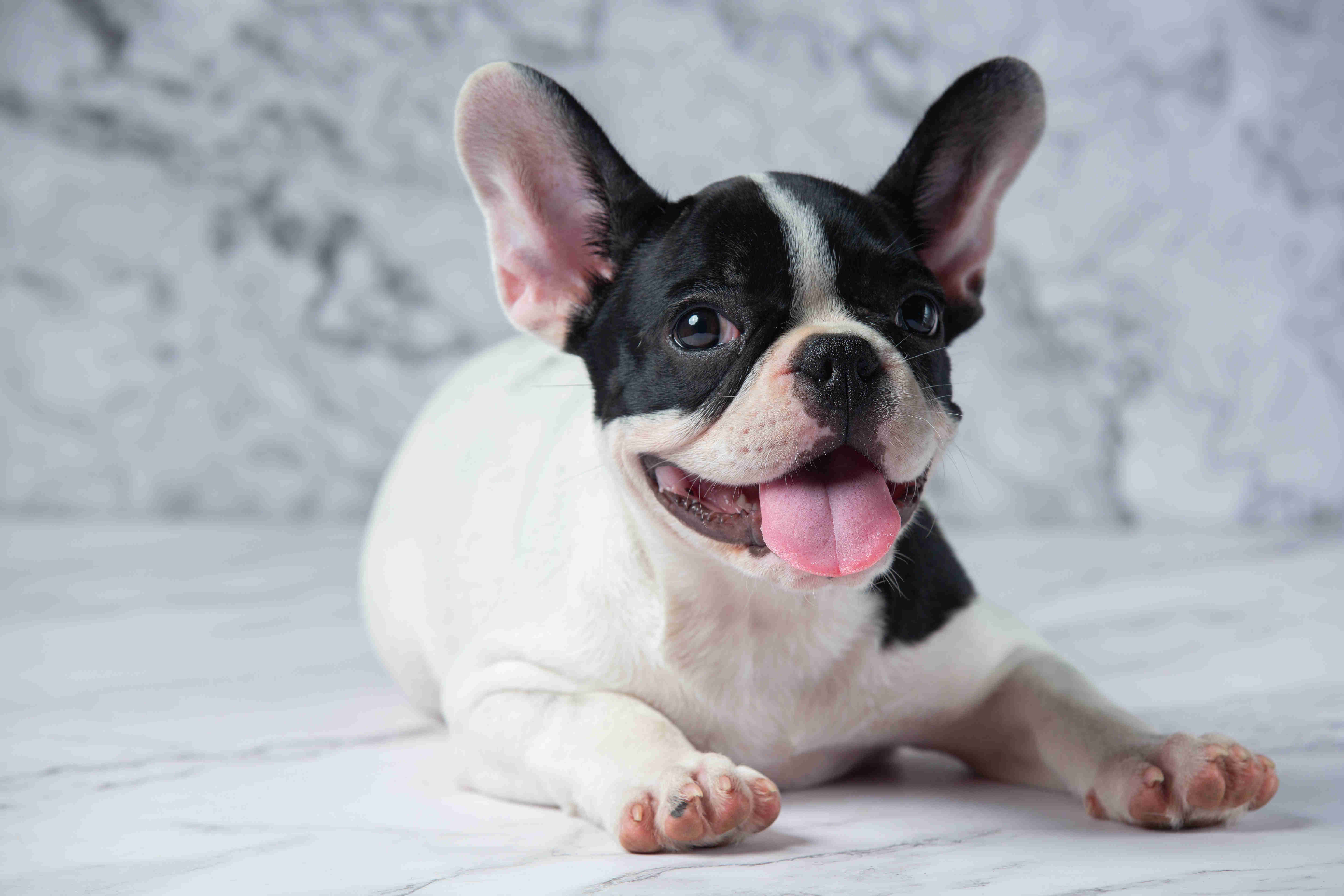 Tips for Socializing Your French Bulldog with Babies and Young Children